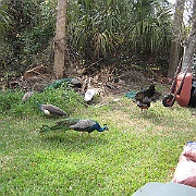 Picture 036